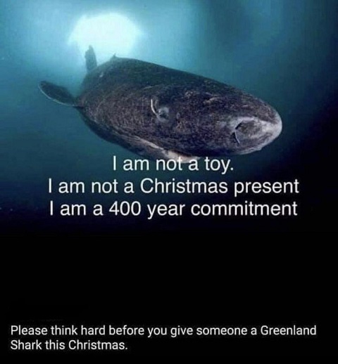 greenland shark christmas.jpg